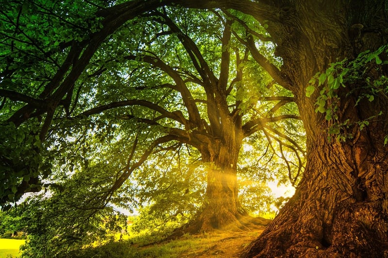 Enchanted Forest Vibes