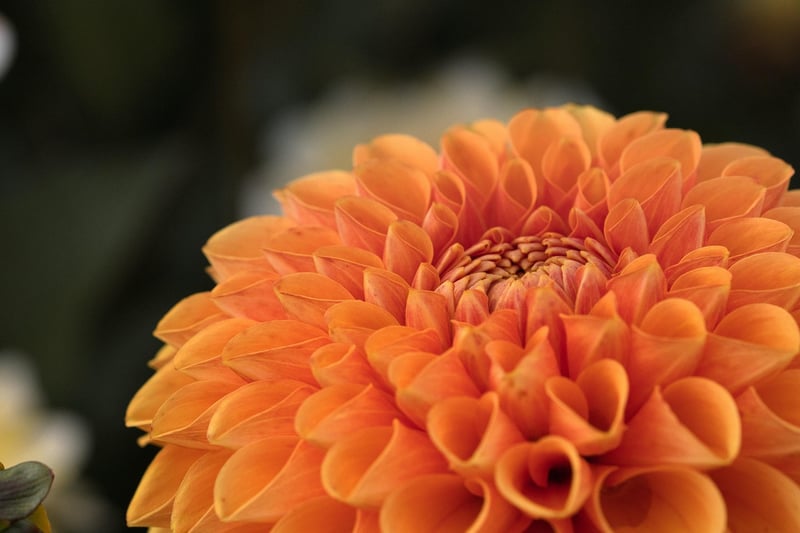 Botanical Garden Wedding